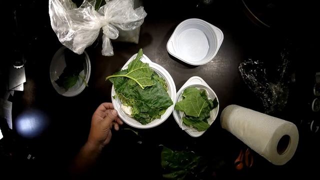 Bombyx mori - L2 - feeding смотреть онлайн