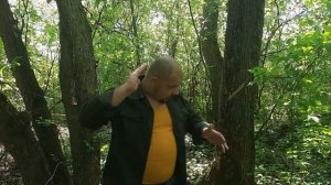 Встреча с лосем в лесу, что нужно делать