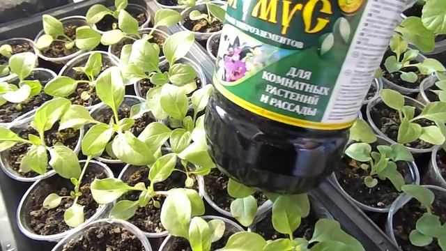 РАССАДА РАСТЁТ КАК БЕШЕНАЯ ОТ ЭТОЙ ПОДКОРМКИ. ОБЗОР ВСХОДОВ И РАЗВИТИЕ РАСТЕНИЙ ОТ МАЛА ДО ВЕЛИКА. смотреть онлайн