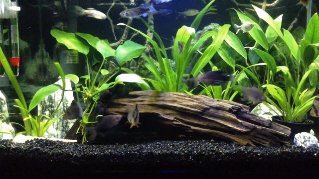 CO2 in a Planted Aquarium is it NECESSARY? смотреть онлайн