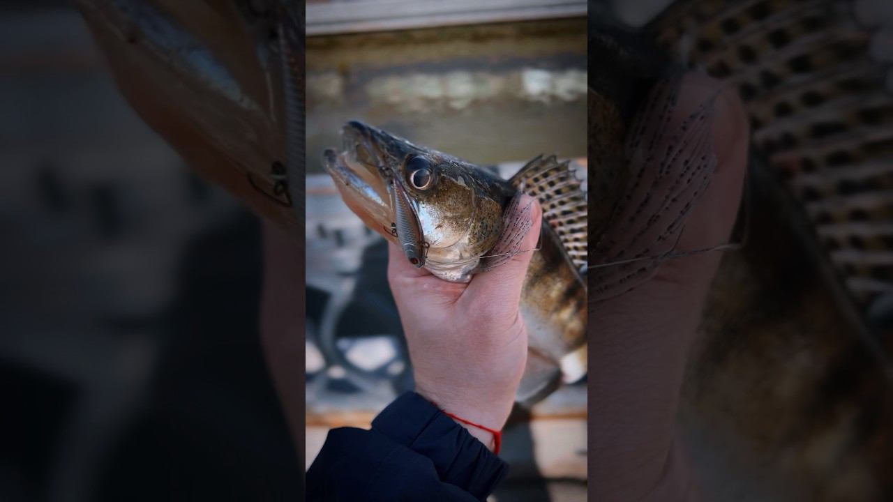 ПОШАЛИЛ перед ЗАПРЕТОМ #рыбалка #спиннинг #судак #москварека #москва #стритфишинг #streetfishing смотреть онлайн