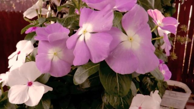 Canon Powershot SX60 HS Video Test 2 смотреть онлайн