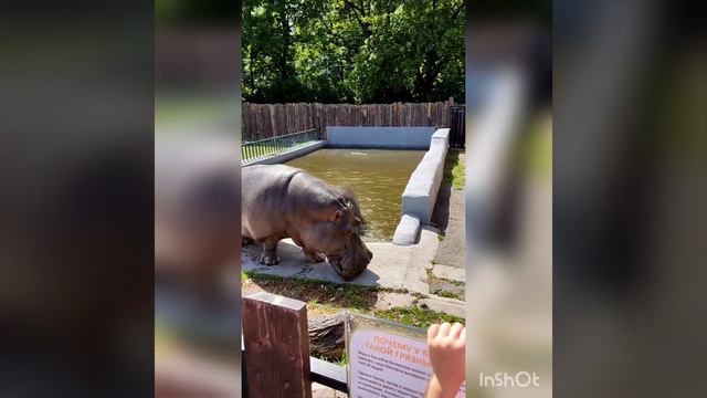 Зоопарк Калининграда июль 2022 смотреть онлайн