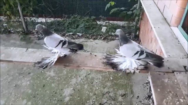 ЭЛИТНЫЕ ПИСКУНЯТА 2019 / Elite Young Pigeons 2019 ( ВЛАДИМИР КОПТЕВ , г. Курганинск ) смотреть онлайн