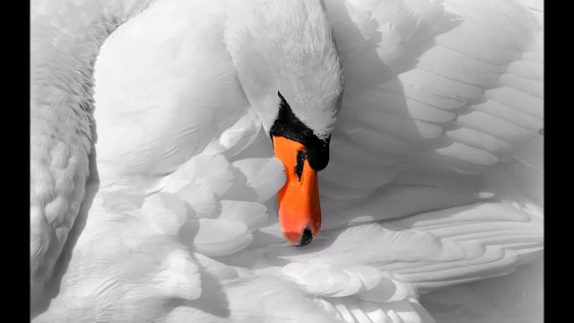 El Lago de los Cisnes Op.20 - Act II Pt.1 | Tchaikovsky | Musica Clasica | Swan Lake смотреть онлайн