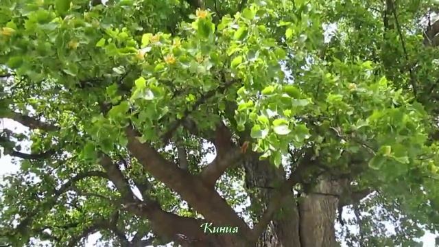 Цветение тюльпанового дерева (п. Головинка) смотреть онлайн