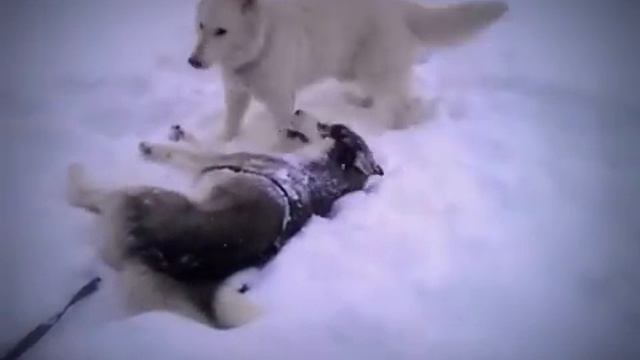 Домашние Волчата."Ричард и Невада"))) смотреть онлайн