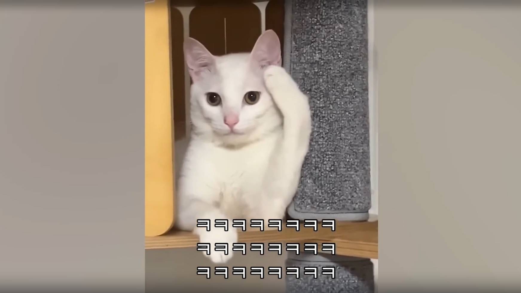 СМЕШНЫЕ КОТИКИ 2024 выпуск №24