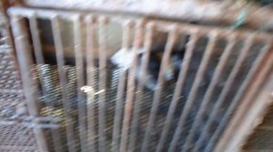 РАЗВЕДЕНИИ  НУТРИЙ как я содержу нутрии.mp4