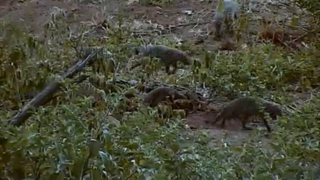 Banded Mongoose run into a large Monitor at Pete's Pond 8:35AM Mar 01, 2014 смотреть онлайн