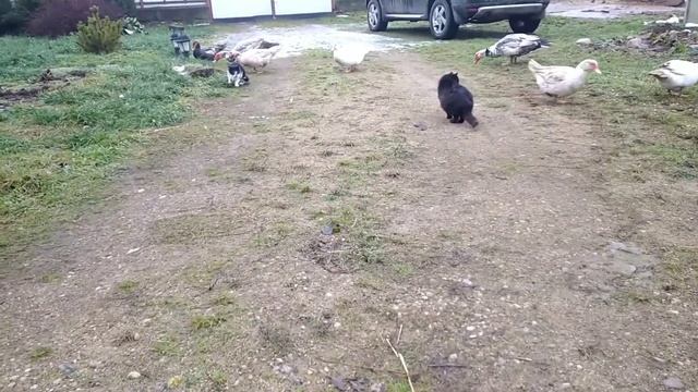 Кадилэнд. Утки. Мускусные, украинские и башкирские смотреть онлайн