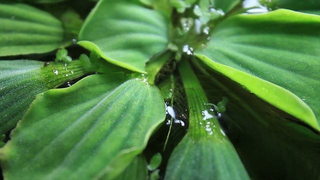 Пистия. Плавающие аквариумные растения. Польза от пистии в аквариуме. Простое аквариумное растение смотреть онлайн