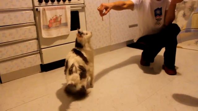 Тимофей охотится за колбасой смотреть онлайн