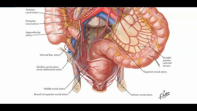 Arterial System of the Human Body: A Deep Dive into Blood Flow || Bengali || Netter Atlas of Anatom смотреть онлайн