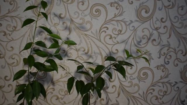 Когда и как формировать цитрус. Варианты формировки смотреть онлайн