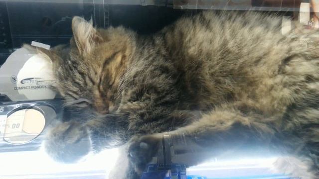 Милые котики. // Продается ценный мех. Цена договорная. //Cute cats. Valuable fur for sale.// смотреть онлайн