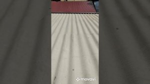 Очистка, грунтовка и покраска резиновой краской шифера за 2 дня