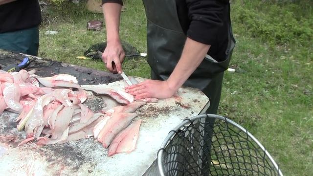 Как быстро и легко почистить рыбу. Рыбалка в Манитобе. Рыбалка в Канаде. Eagle Nest Resorts смотреть онлайн