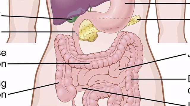 GIT hormones | Functions | Site of secretion | #GITphysiology | Guyton ,Chap # 63 | Part 7 смотреть онлайн