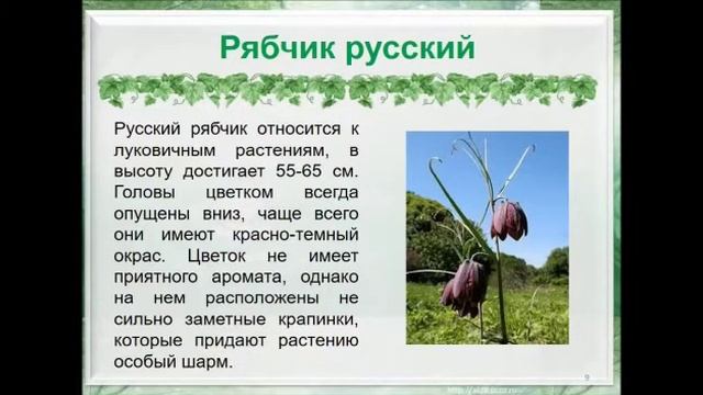 По страницам Красной книги "Исчезающая красота" смотреть онлайн