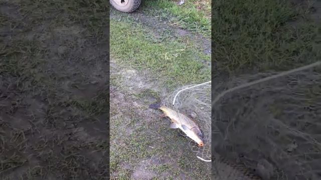 Северодвинская ТЭЦ -2 карп на 2850 смотреть онлайн