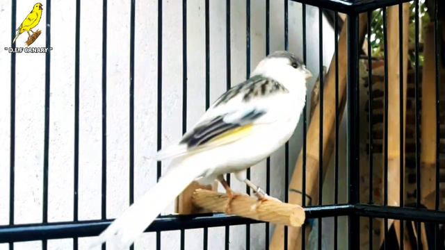 Extraordinary !! Many canaries join in singing after listening to this song смотреть онлайн