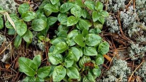 Боровая матка трава: описание, свойства и применение