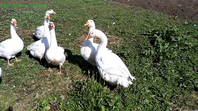 Маленькие гусята, большие гуси, теплица и огород. смотреть онлайн