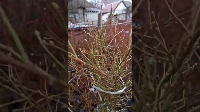 Не много про розовую голубику сорт Пинк Лимонад смотреть онлайн