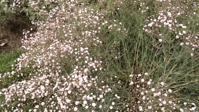 Gypsophila Paniculata ´Pink Star´