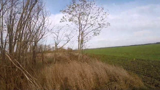 Заяц на кукурузном поле. Мазилааа смотреть онлайн