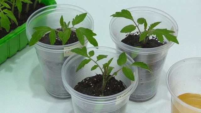 СДЕЛАЙТЕ ТАК ЕСЛИ ХОТИТЕ КРЕПКУЮ РАССАДУ И БОЛЬШОЙ УРОЖАЙ ТОМАТОВ! ЛУЧШИЙ СПОСОБ ПОСЕВА И ПИКИРОВКИ смотреть онлайн