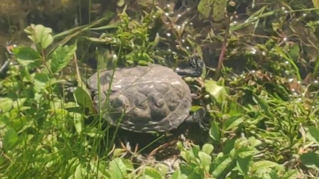 Красноухая черепаха в Новоспасском пурде Москва смотреть онлайн