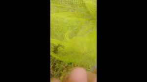 Ловля кузнечиков и саранчи