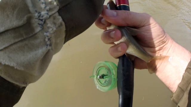 ОТКРЫТИЕ РЫБАЛКА 2022! ПОПЛАВОК ,р. ТОМЬ, ЖОР ЕЛЬЦА ПЕРЕД НЕРЕСТОМ ,ИКРА ЛЕЗЕТ ИЗ РЫБЫ смотреть онлайн