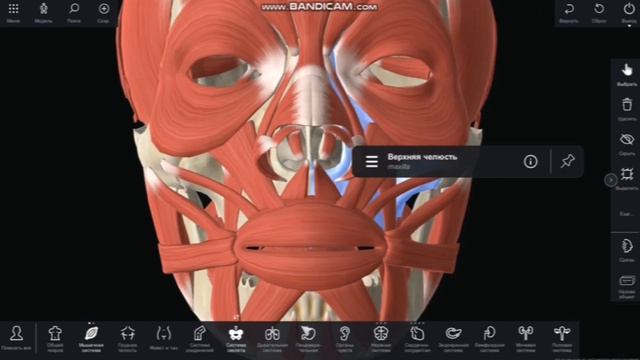 Мышцы головы. Мимические мышцы лица. смотреть онлайн