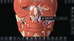 Мышцы головы. Мимические мышцы лица.