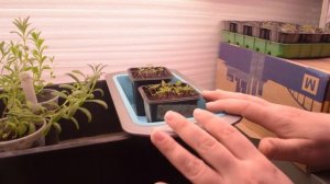 Портулак от всходов до пикировки // основные факторы роста