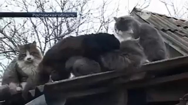 Криминал - армянские животные даже толпой нападает )) смотреть онлайн