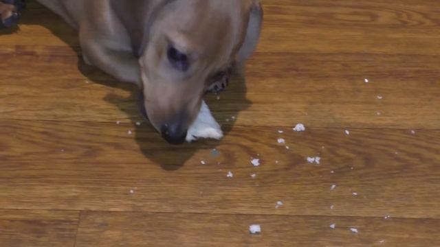 Щенок карликовой таксы отдыхает. Нам 3 месяца. смотреть онлайн