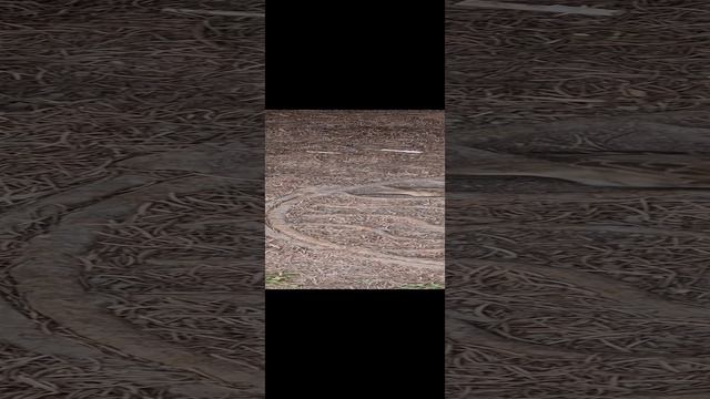 Воробей моется