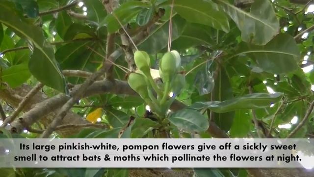 Fish Poison Tree - Barringtonia asiatica смотреть онлайн