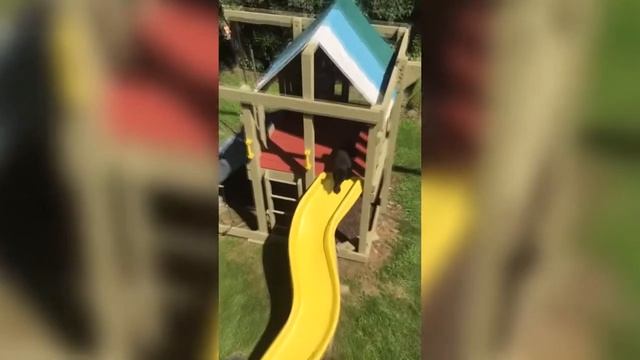 Смешной щенок, скользящая собака смешные животные | Bazuzu Video ТОП подборка июнь 2017