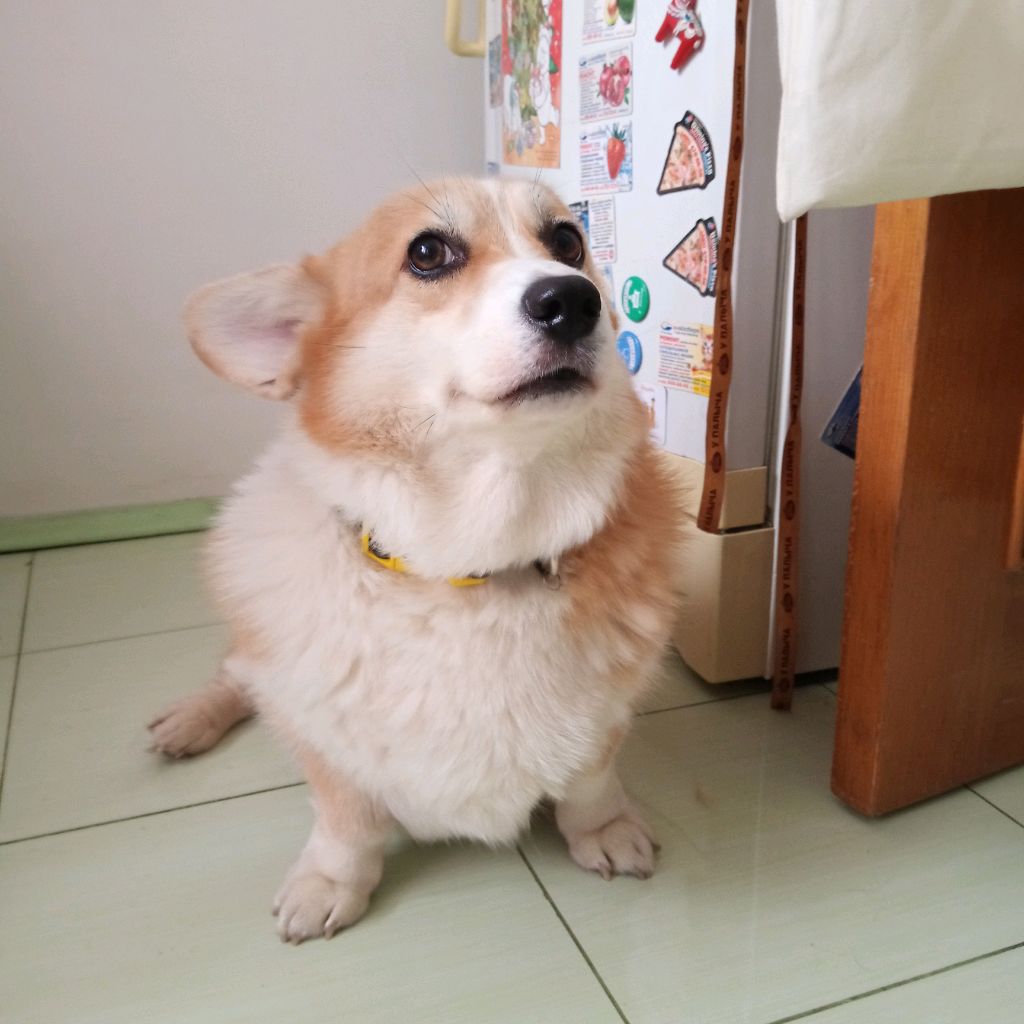 киса общается