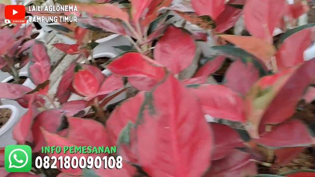 OBRAL AGLONEMA MURAH TANIAN SENDIRI | COCOK BUAT PEMULA | PART 56 смотреть онлайн