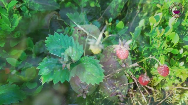 Земляника/ Интересные факты о землянике/ Wild Strawberry смотреть онлайн