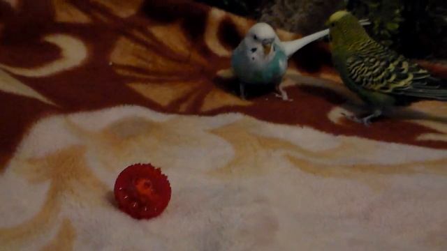 Два друга попугая - почти ручные. Какие же они милые. Волнистые попугаи: голубой и зеленый. Кеши смотреть онлайн