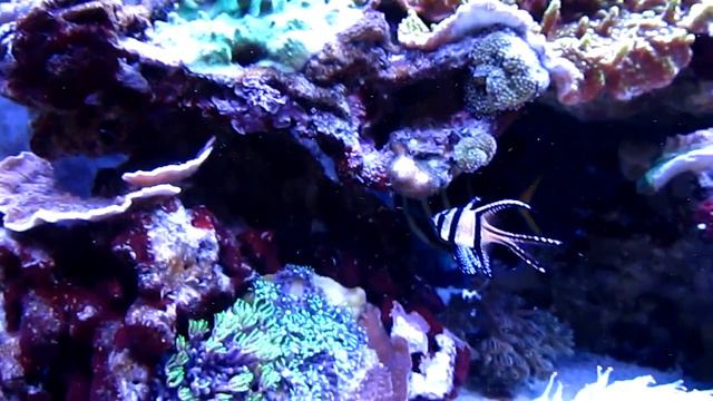 Aquário - Reef 300L - Novembro 2011 - HD смотреть онлайн