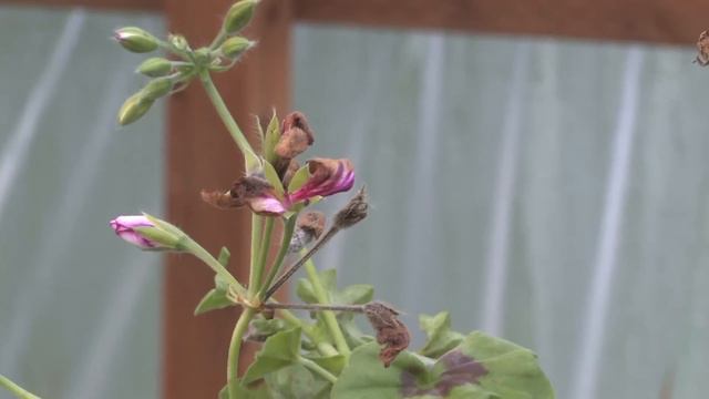 Gardening Tips : How To Grow Annual Geranium (Pelargonium)