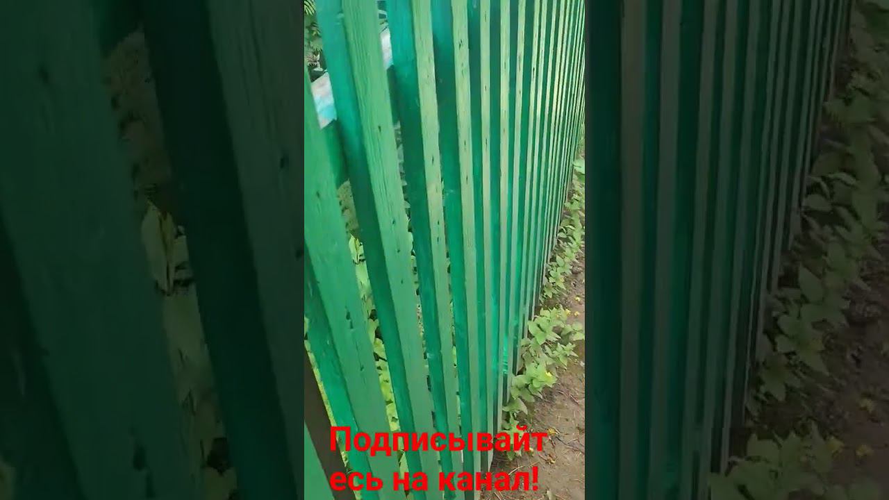 Кошачья Семья! (родители и котята!) смотреть онлайн